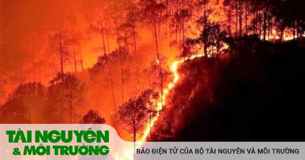 Ministries, branches and localities urgently prevent and fight forest fires.