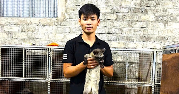 The civet is a wild animal that gives off a scent, successfully raised in Ha Tinh, sold for 12 million/pair.