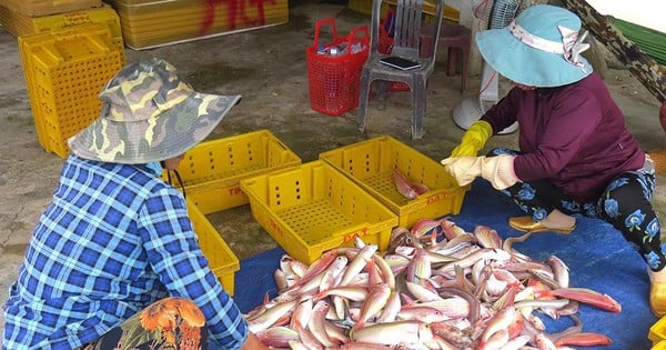 ¿Por qué el pescado de mar de Quang Ngai capturado por los pescadores se vende a precios altos y los comerciantes compiten para comprarlo?