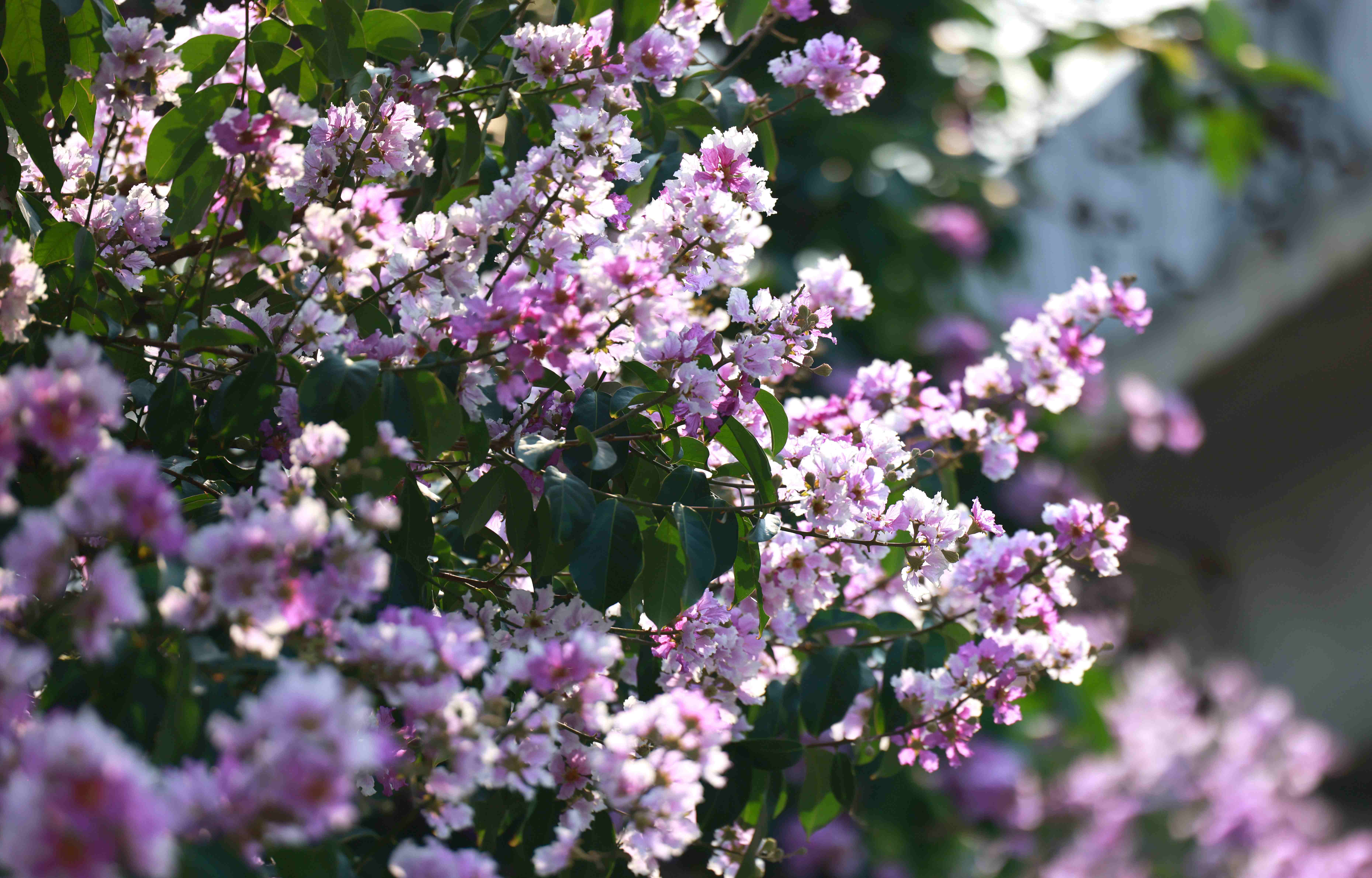 Ms. Tran Thi Cuc (Cau Giay District, Hanoi) shared: “After coming and taking photos in the Lagerstroemia area on Hoang Cau Street, I got many satisfactory photos. The actual scene is very beautiful, no different from the photos posted online.”