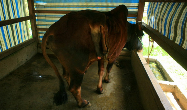 Sika deer walk on two legs and a series of strange animals in Vietnam - Photo 2 Huou sao di bang 2 chan va loat dong vat ky di o Viet Nam-Hinh-2