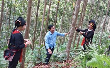 สมาชิกสหภาพสตรีตำบลโม่วังแลกเปลี่ยนประสบการณ์การปลูก ดูแล และเก็บเกี่ยวอบเชยเป็นประจำ