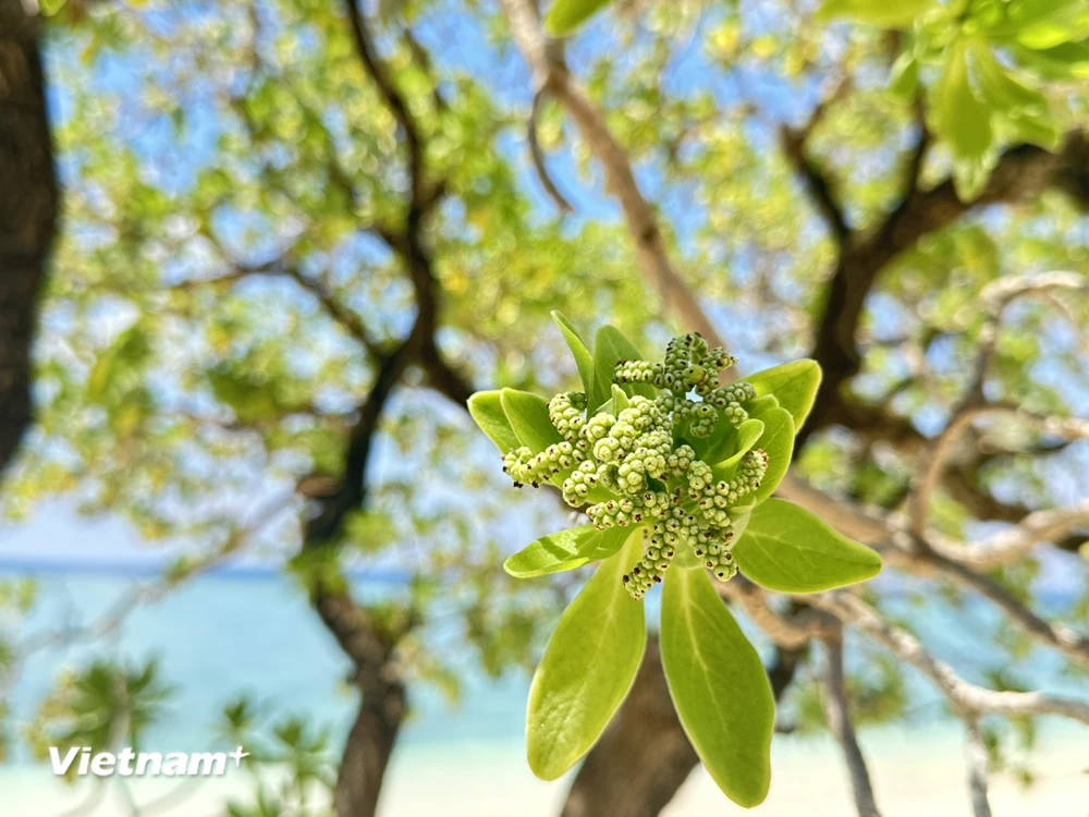 Ngoài bàng vuông, ở Trường Sa còn có 2 loài cây có sức sống dẻo dai và bền bỉ, đó là cây gì?- Ảnh 10.