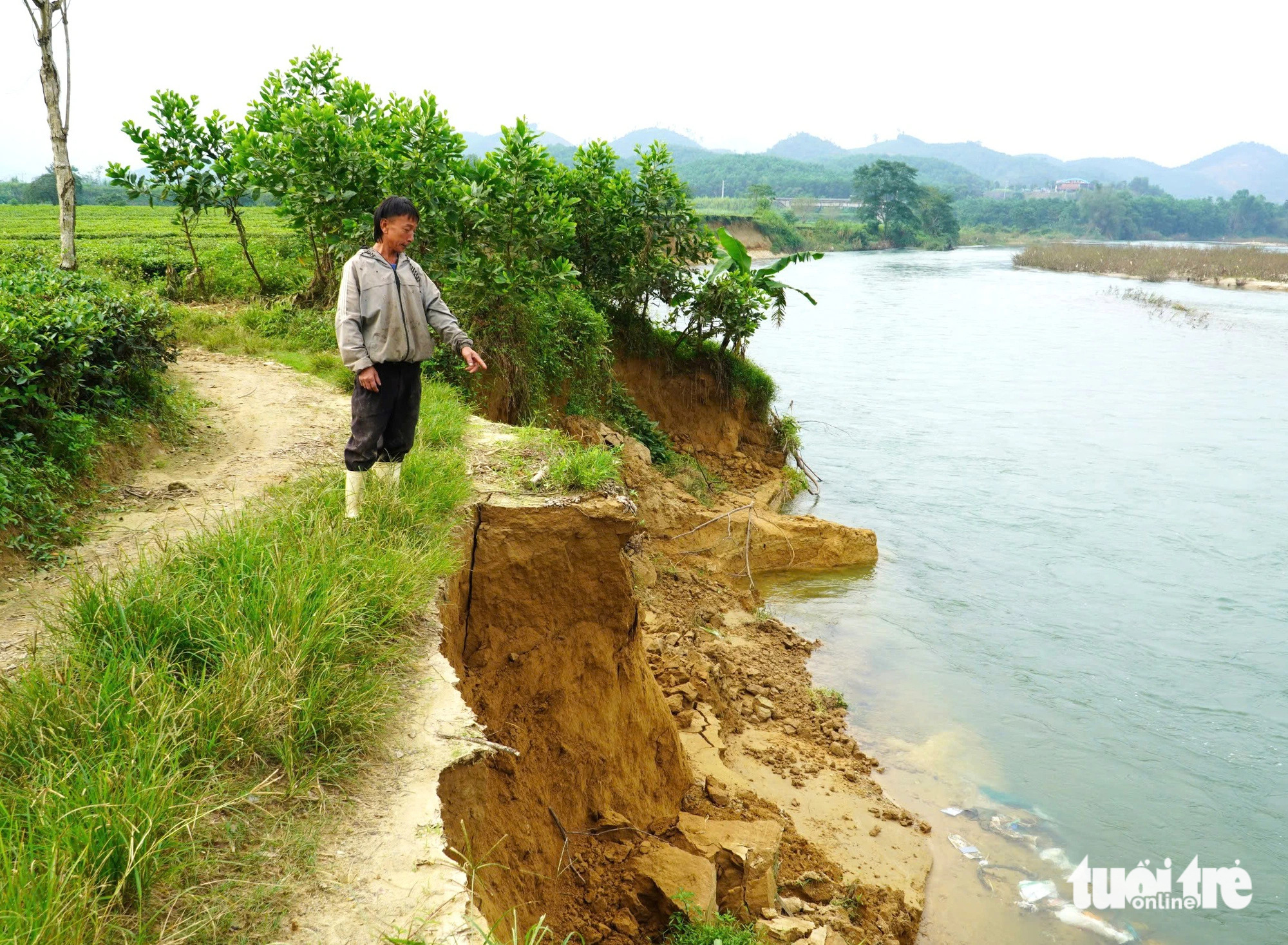 Bờ sông sạt lở nghiêm trọng, nhiều héc ta chè của người dân bị cuốn trôi - Ảnh 1.