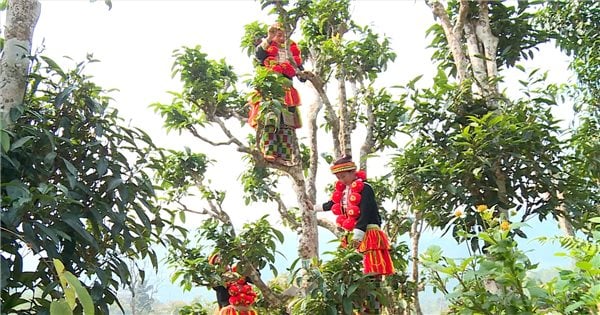 Tuyên Quang: Đẩy mạnh phát triển các mô hình sản xuất, chăn nuôi theo chuỗi gia trị