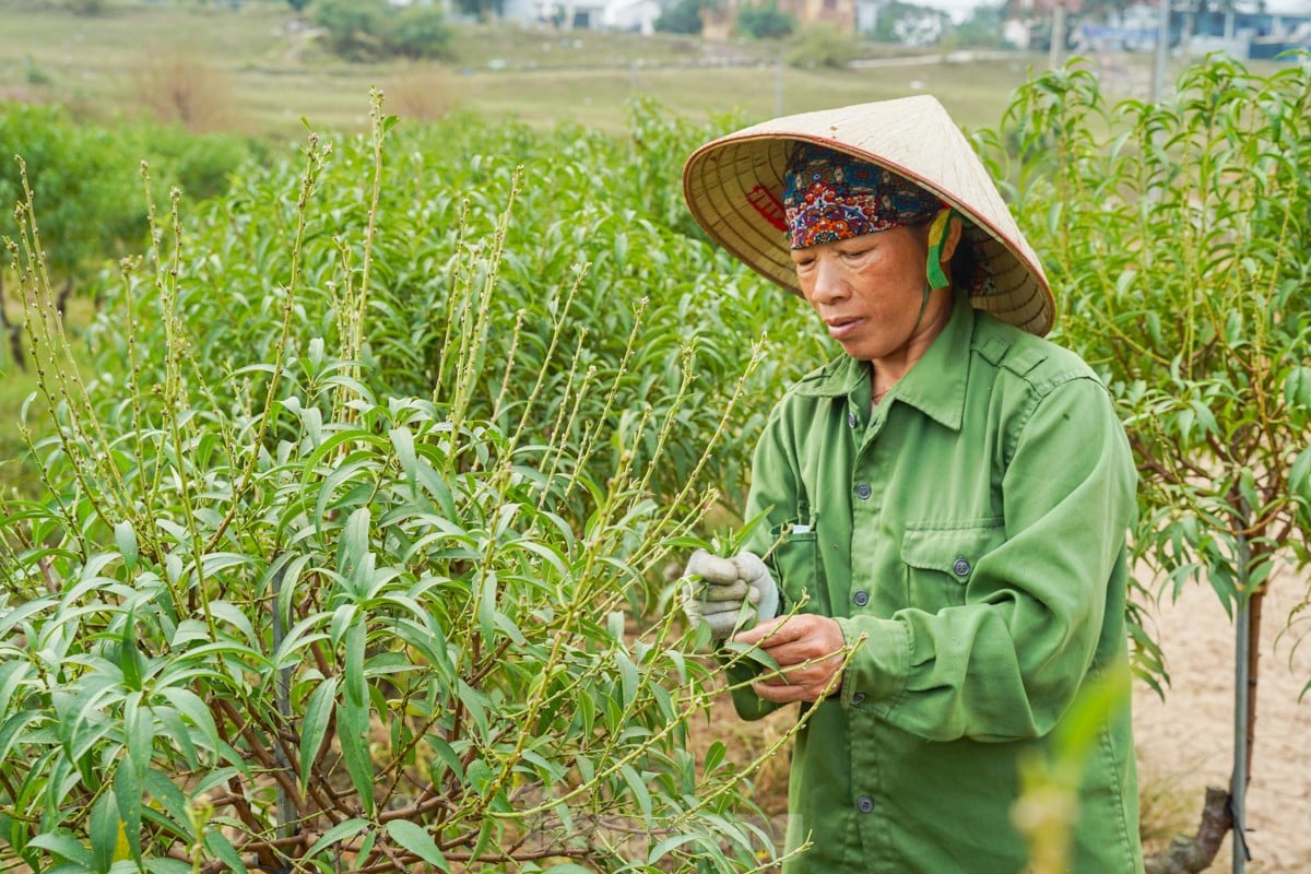 Người dân vùng trồng hoa Mê Linh tất bật vào vụ Tết Nguyên đán ảnh 16