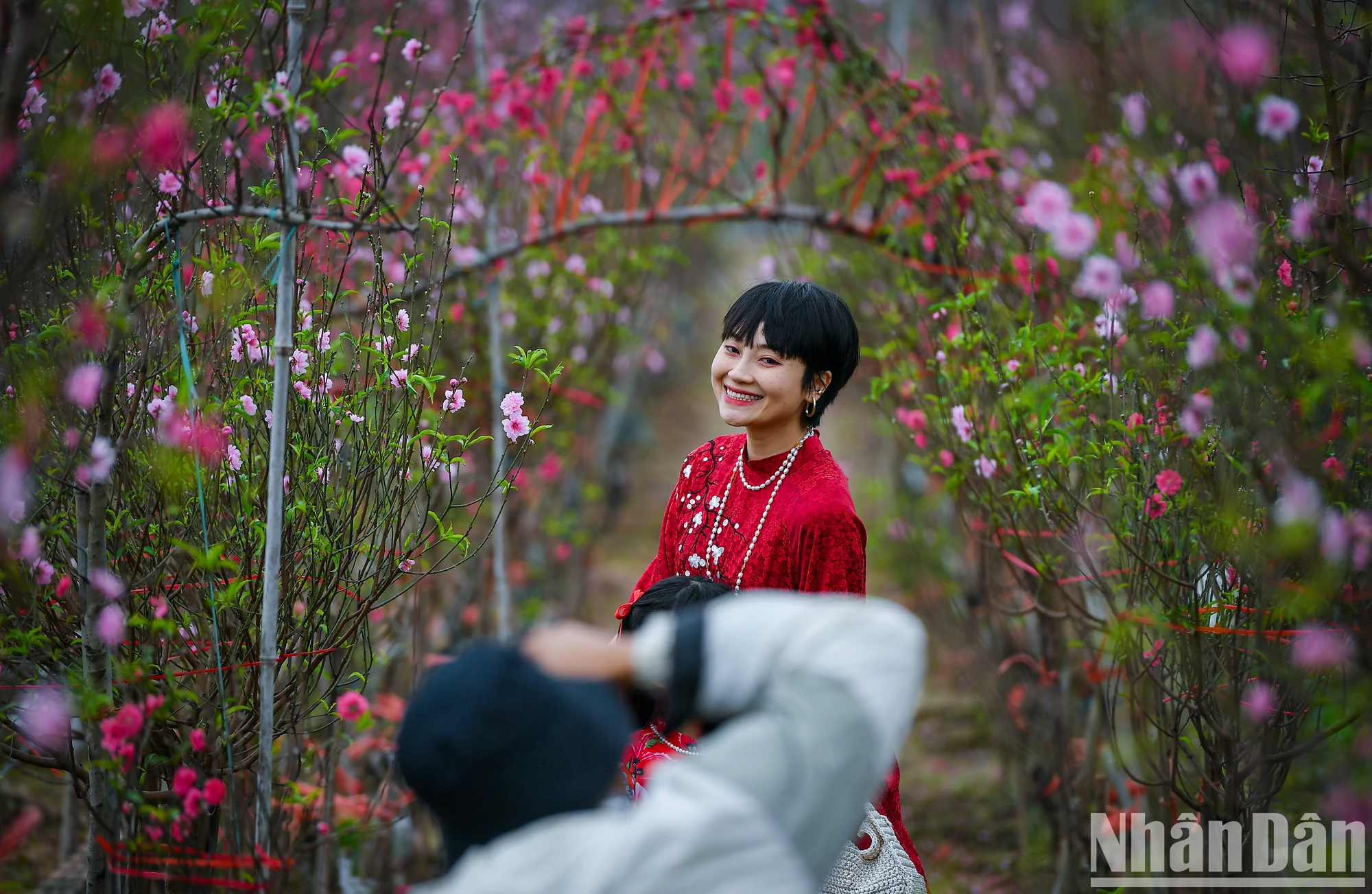 【写真】旧正月前夜、ニャットタン - フートゥオンの桃の花村は満開です 写真7