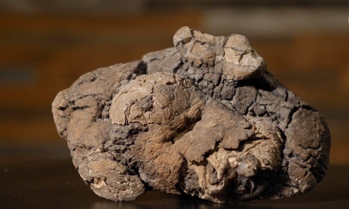 1億2600万年前の恐竜の糞の化石。写真: リプリー