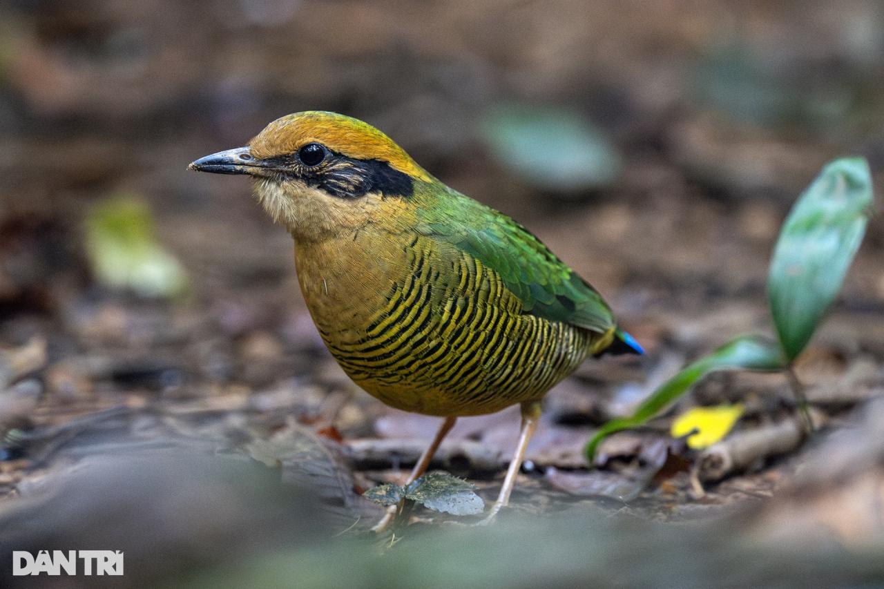 Chim hoang dã hót vang rừng Cúc Phương