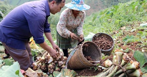 Một xã ở Yên Bái từng trồng cây thuốc phiện thay lương thực, giờ "lột xác" khó nhận ra