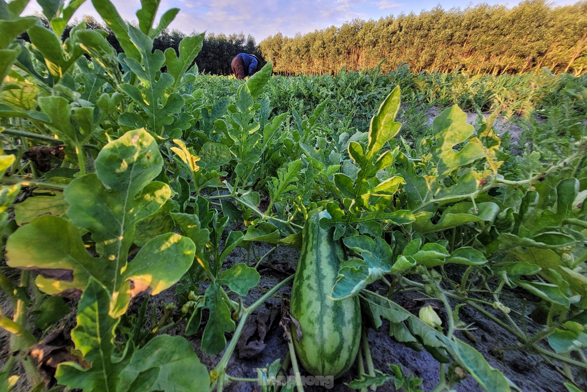 Die Bauern sind begeistert von der guten Melonenernte Foto 4