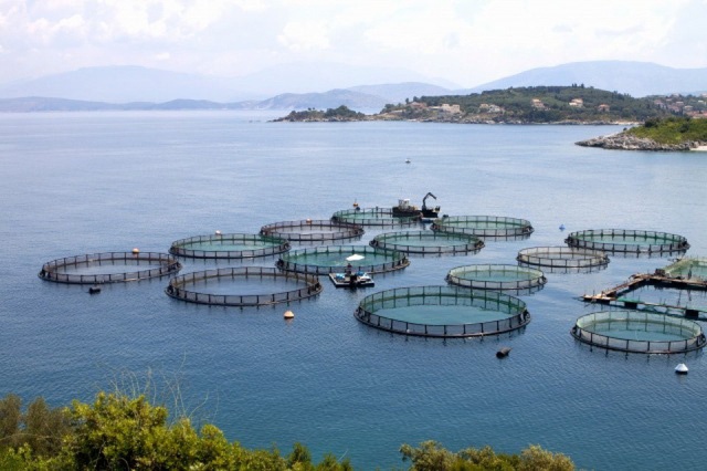 L'aquaculture marine doit viser un développement durable