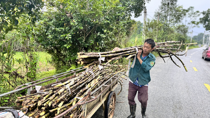 Después de ser cortada, la caña de azúcar será atada en manojos, cargada en camiones y llevada a casa para ser prensada para obtener melaza. Foto: Anh Nguyet.