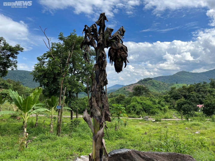 Desde la germinación hasta la floración, el plátano solitario se niega a producir plántulas.