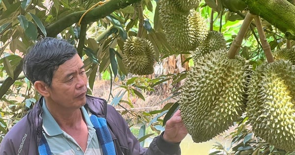 Quickly switching to growing VietGAP durian, Lam Dong old farmer received a deposit from a business, revenue of 8 billion VND