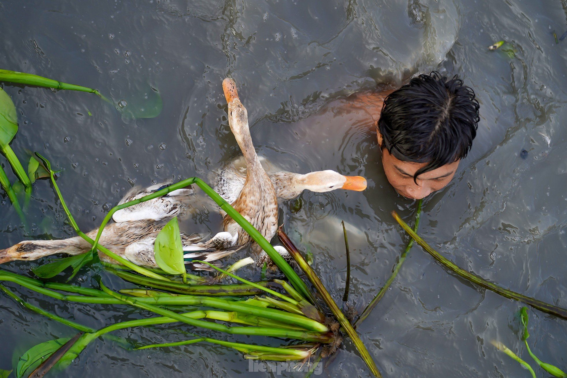 Cientos de personas compiten en 'vadear el río para atrapar patos' foto 22