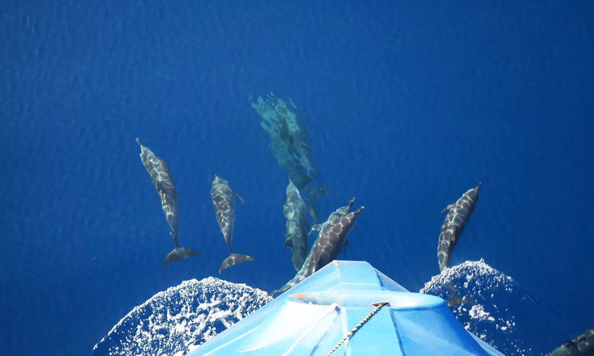 Why do dolphins like to ride the waves in front of ships?