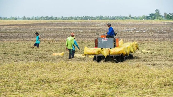 Los precios del arroz siguen altos y los agricultores del oeste celebran una gran fiesta del Tet cada 10 años