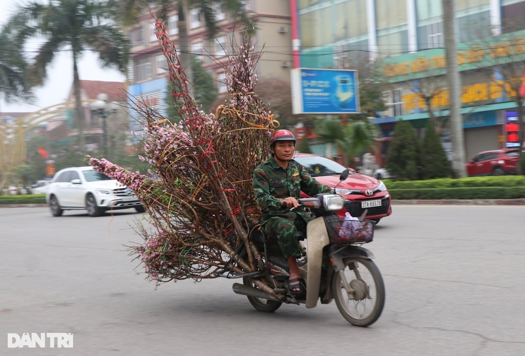 Nghệ An: Vắng bóng khách mua, người bán đào treo biển xả lỗ  - 5