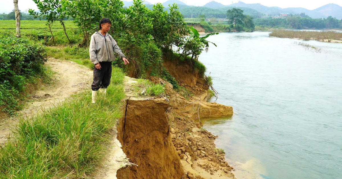 Serious riverbank erosion, washing away the entire tea garden