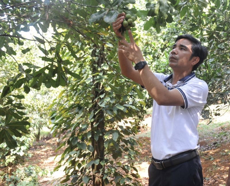 Macadamia trees help many people in Bu Prang I hamlet, Quang Truc commune (Tuy Duc district) have a stable income.