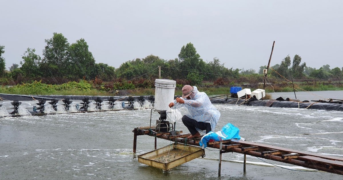 Les prêts en cours pour les produits forestiers et halieutiques à Ho Chi Minh-Ville représentent près de 80 % du montant du crédit de 15 000 milliards de VND.