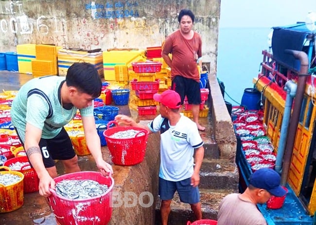 Dân xã này ở Bình Định ra biển đánh bắt trúng luồng cá cơm, gom cả tấn, thu 20-32,9 triệu/chuyến - Ảnh 1.