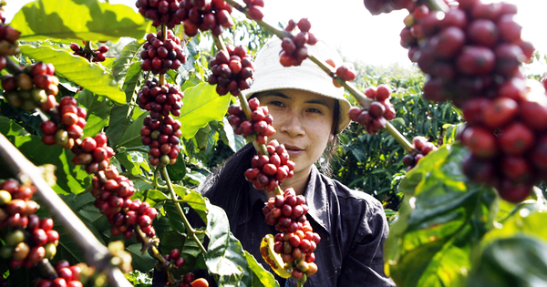 Die Kaffeepreise steigen, aber die Ware liegt bereits in den Lagern der „Tycoons“?