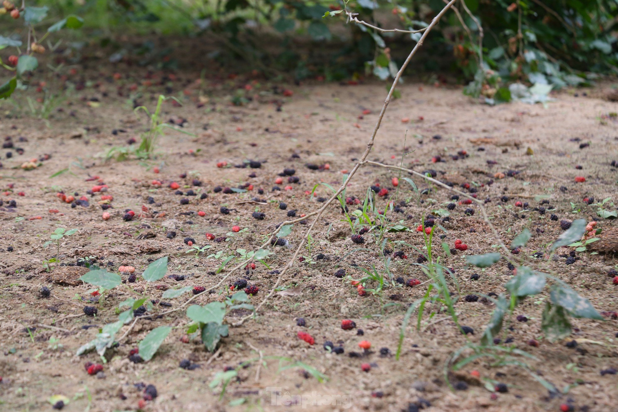 Moras rojas maduras, la gente en las comunas suburbanas está ocupada cosechándolas foto 12