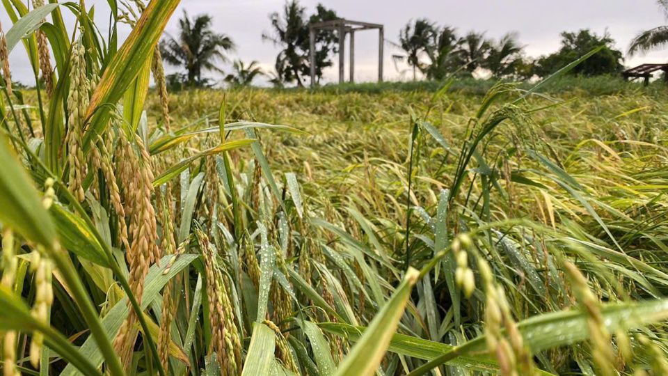 Los campos de arroz en el distrito de Hoa Binh tienen altos rendimientos, pero se derrumban debido a las tormentas eléctricas cuando están a punto de ser cosechados (Hoang Nam)