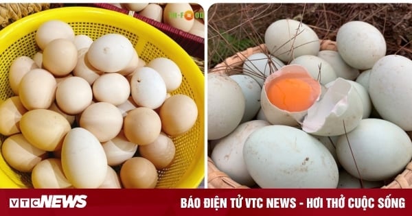 Chicken eggs or duck eggs better?