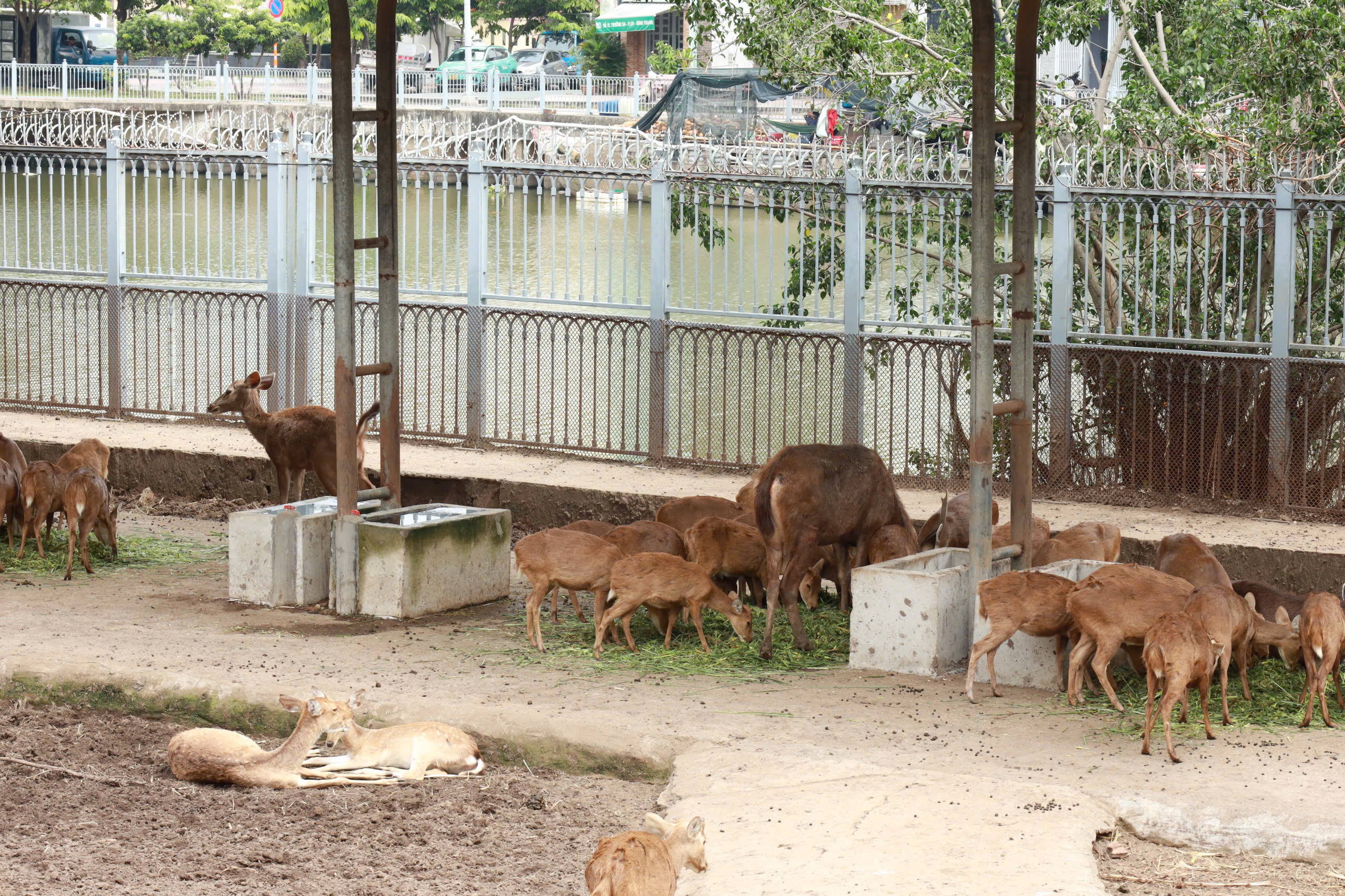 Bữa ăn của đàn thú ra sao trong lúc Thảo Cầm Viên Sài Gòn nợ 800 tỉ đồng?- Ảnh 9.