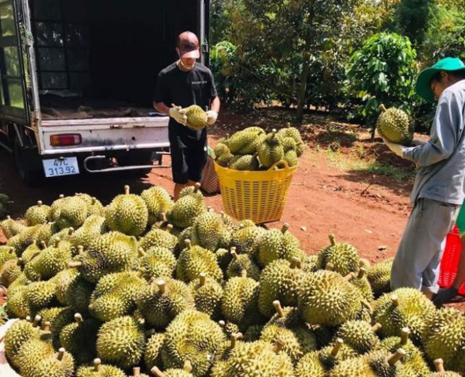 El durian vietnamita abre grandes oportunidades para la industria de exportación agrícola de Vietnam. Foto: Bao Trung