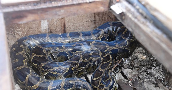 Kon Tum recibe una rara pitón entregada por la población local