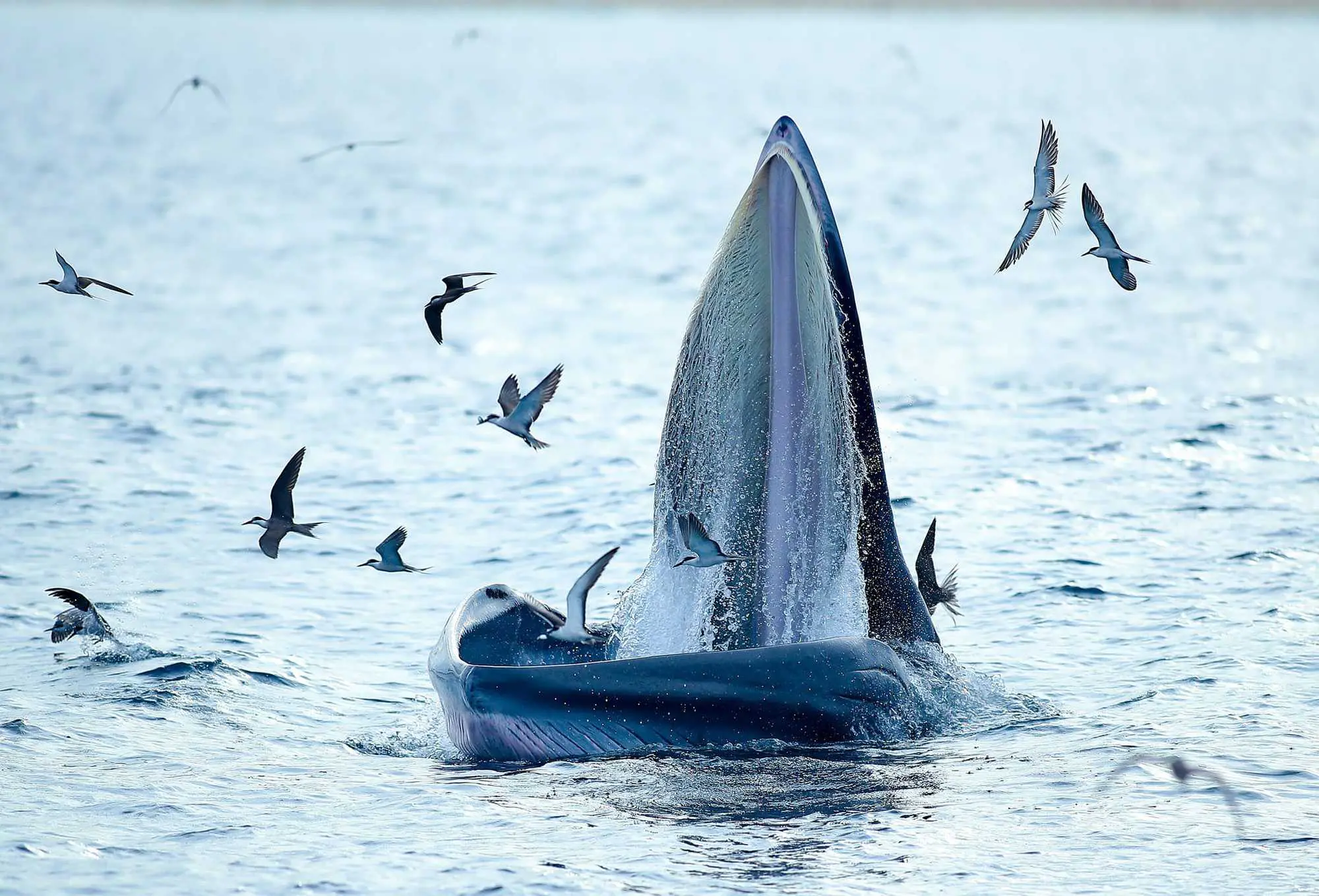 コト島付近で餌を食べるクジラのクローズアップ