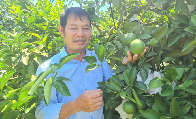 Sau 5 năm kiên trì cải tạo đất, canh tác theo hướng hữu cơ, ông Chất đã thu thành quả hết sức mỹ mãn. Ảnh: Việt Khánh.