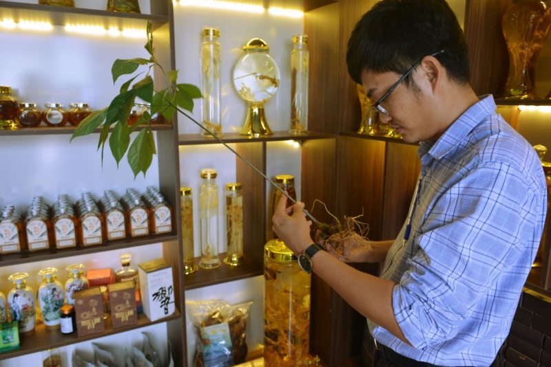 Dr. Ho Thanh Tam with Ngoc Linh wild ginseng.