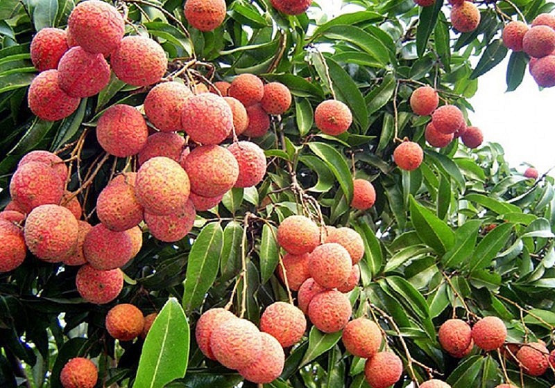 Việc xuất khẩu hơn 1 tấn vải không hạt sang thị trường Nhật Bản và Vương quốc Anh đã mở ra cơ hội cho trong việc xuất khẩu nhiều sản phẩm nông nghiệp của tỉnh Thanh Hóa trong thời gian tới.