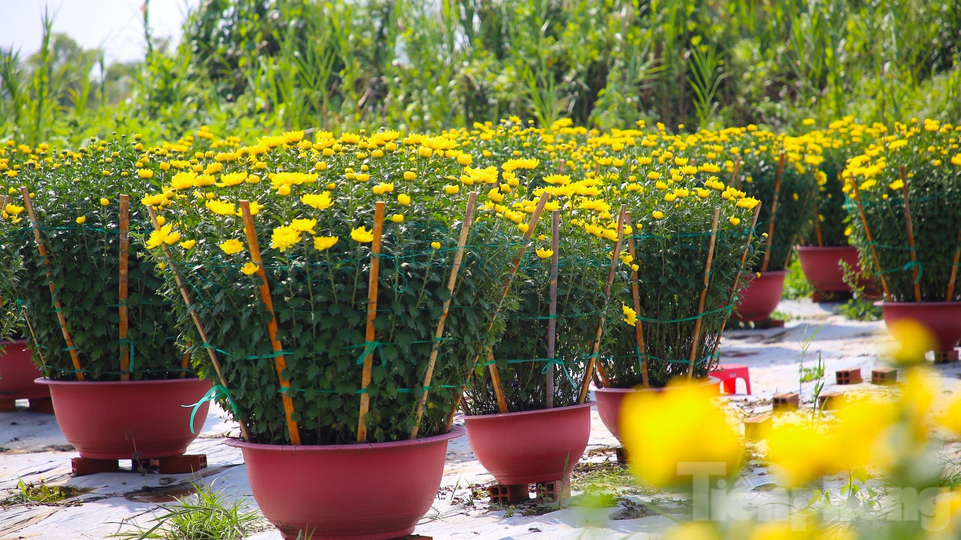 El centenario pueblo de flores de Can Tho es de una belleza brillante cerca de Tet, foto 7