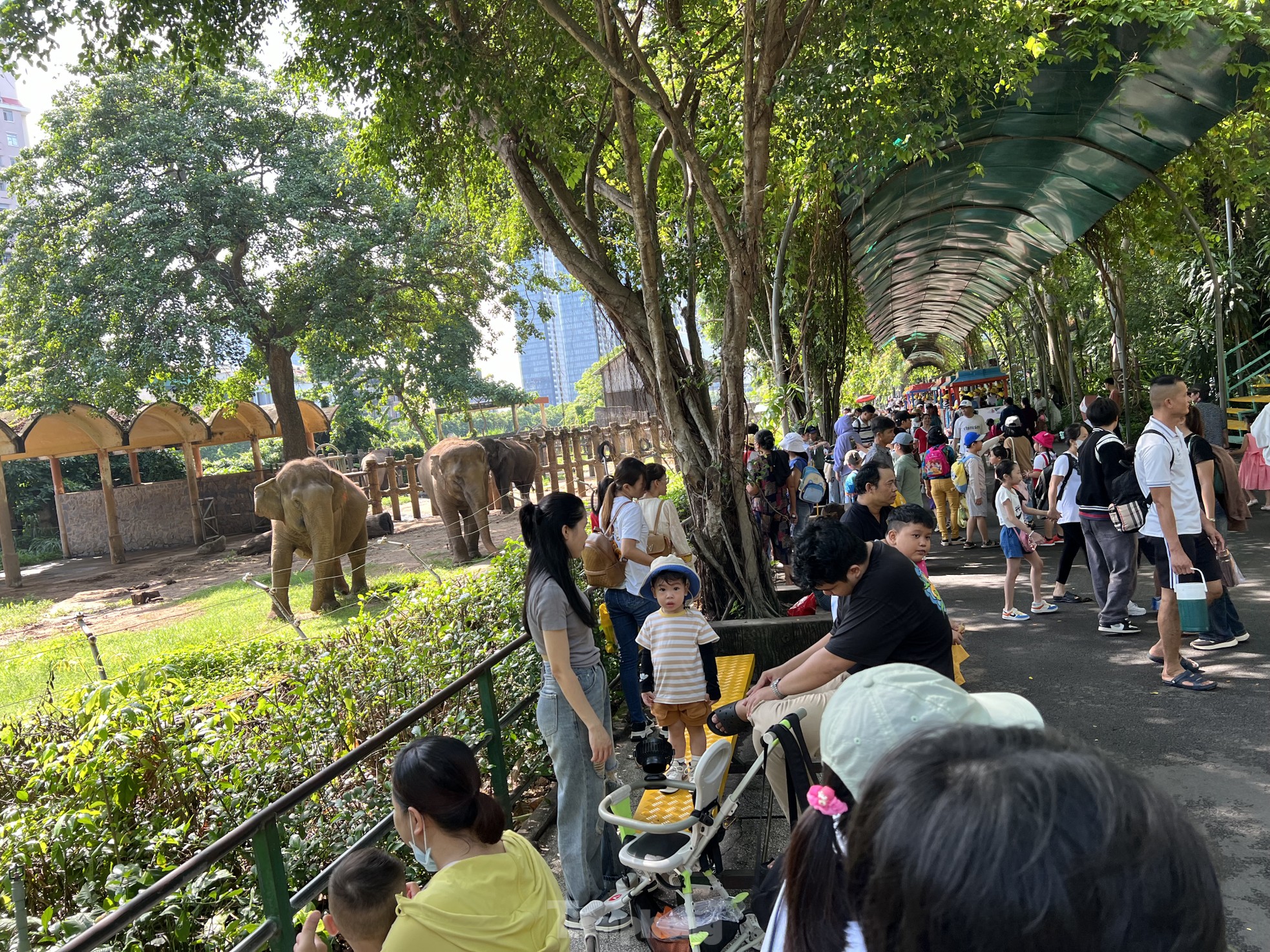 Visiting the Zoo, tourists were surprised to see hippos... having their teeth brushed photo 5