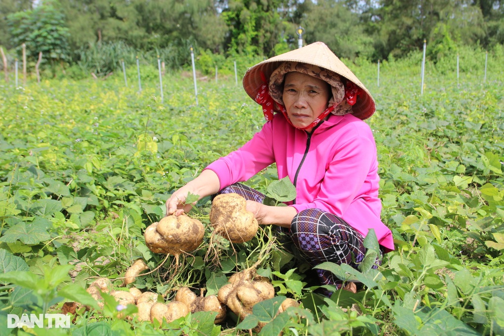 900 tấn sắn ế, bò ăn không hết, người dân phải đào hố chôn - 1