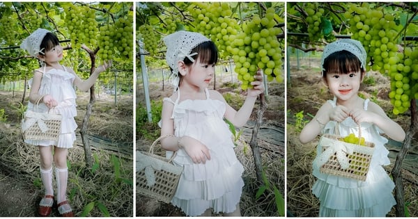 Les touristes affluent pour voir le vignoble de pivoines japonaises d'une valeur d'un milliard de dollars à Dak Lak.