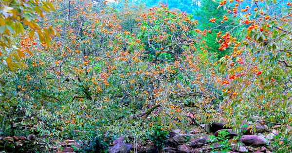 El mejor 'on air' en el jardín de rosas viejas y maduras