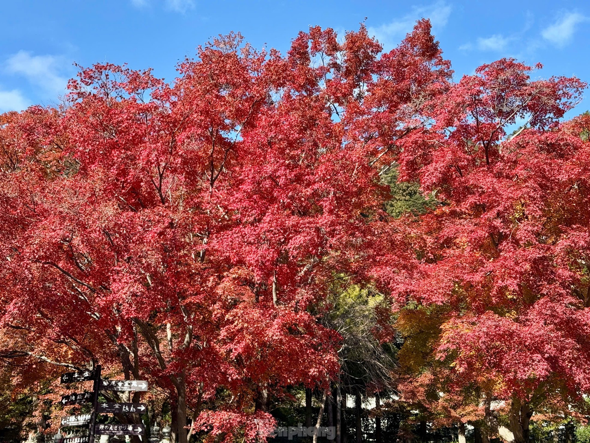 Fasziniert von der Herbstlandschaft mit roten und gelben Blättern in Japan, Foto 9