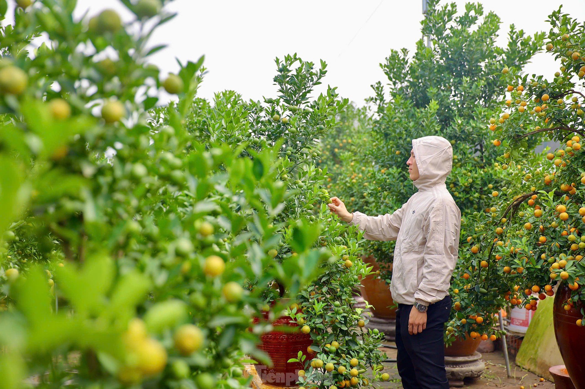 Les kumquats jaunissent, les jardiniers de Tu Lien sont occupés à préparer le Têt, photo 17