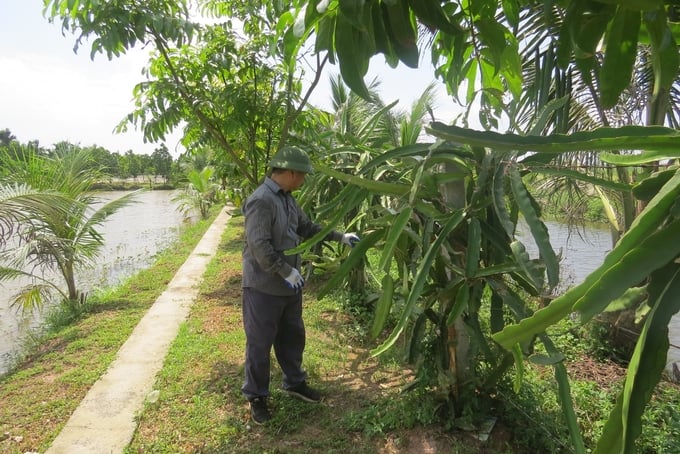 Hơn 1 nghìn cây thanh long được trồng dọc theo bờ ao, toàn bộ đều được canh tác theo quy trình hữu cơ. Ảnh: Đinh Mười.