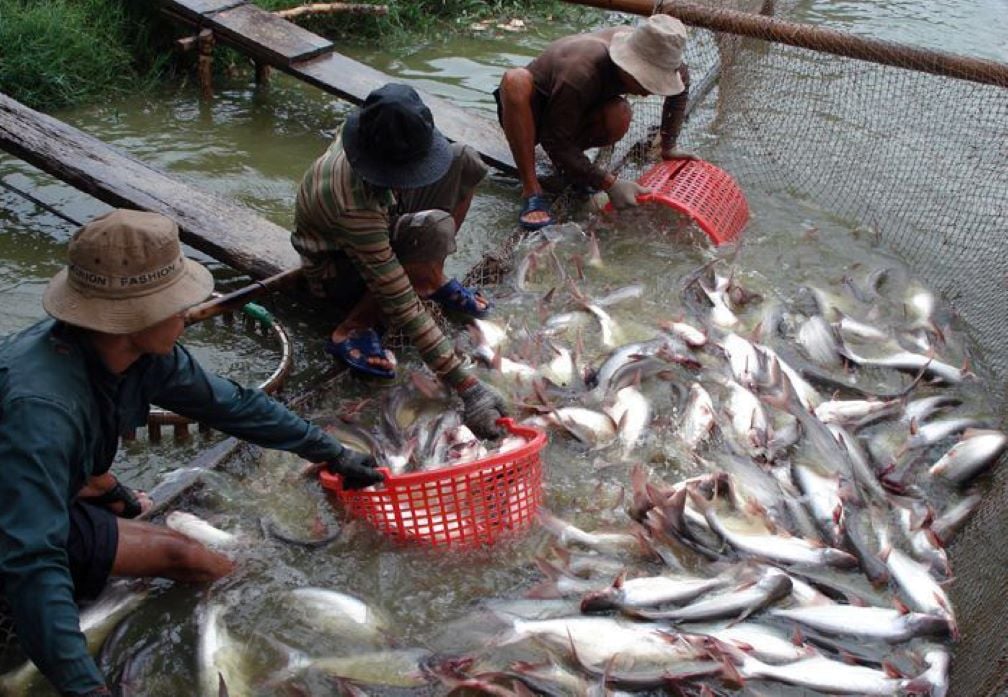 Thu hoạch cá tra thương phẩm. Ảnh: Lâm Điền