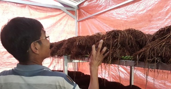 Collecting straw from the field to grow straw mushrooms and compost, the whole village praises the farmer in Hau Giang