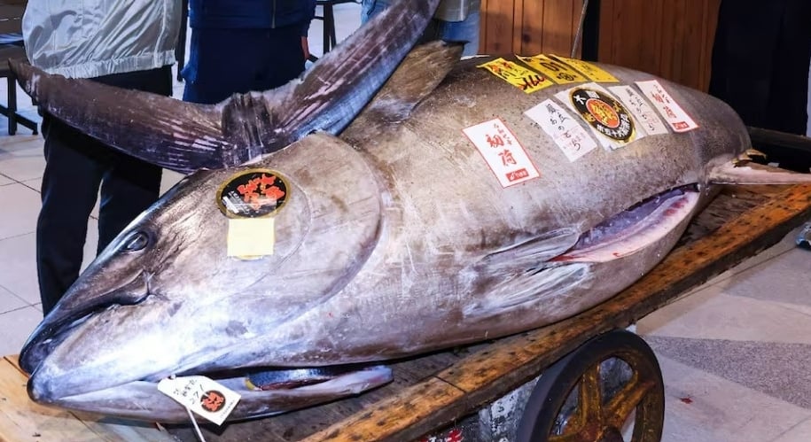 Un bagre gigante del tamaño de una vaca se vende por 33 mil millones de dongs, foto 1