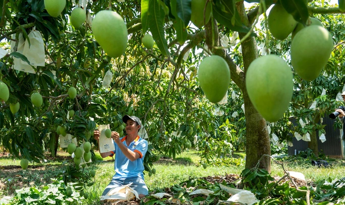 Tuyến phố ẩm thực xoài thành phố Cao Lãnh, tiền đề để xoài Đồng Tháp vươn xa - Ảnh 9.